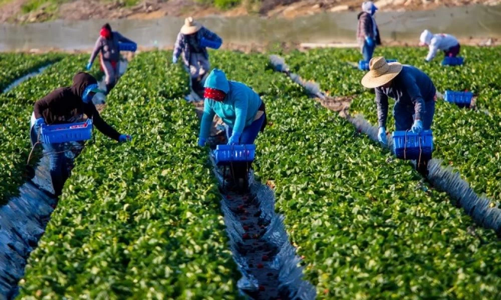 ΟΙ διαδικασίες μετάκλησης πολιτών τρίτων χωρών για εργάτες γης